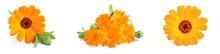 Calendula. Marigold Flower With Leaves Isolated On White Background. Set Or Collection
