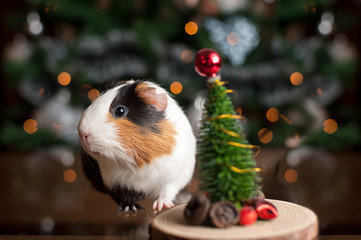 Cute guinea pig in front of Christmas tree