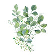 Watercolor hand painted bouquet silver dollar eucalyptus and green plants. Frolar branches and leaves isolated on white background.  Greenery illustration for design, card, poster, banner 