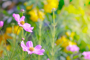 Wall Mural - pink cosmos flower in the sun light morning garden