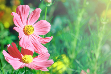Wall Mural - pink cosmos flower in the sun light morning garden