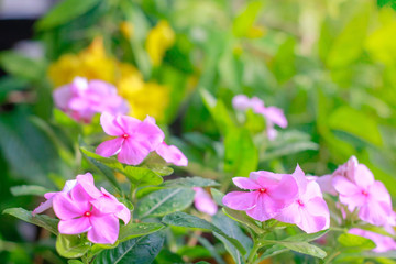 Wall Mural - pink flowers in the garden