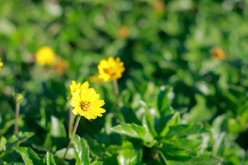 Wall Mural - abstract green background and a yellow flower