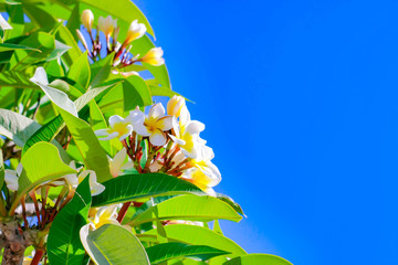 Wall Mural - white Plumeria flowers flowers and blue sky