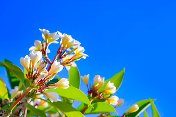 Wall Mural - white Plumeria flowers flowers and blue sky