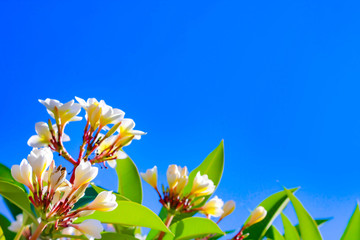 Wall Mural - white Plumeria flowers flowers and blue sky