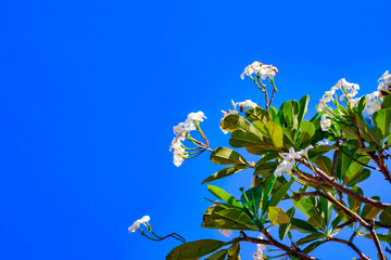Wall Mural - white Plumeria flowers flowers and blue sky