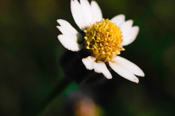 Wall Mural - beautiful yellow pollen and white petal  Coat buttons plant with green nature background