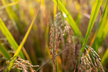 Paddy rice crop, Green rice plant growing up in farm at morning, a time to harvest. slow motion. nature concept.