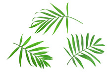 Green Leaves Of Palm Tree Isolated On White Background With Clipping Path