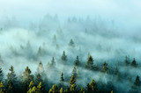 Fototapeta Las - Misty mountains with fir forest in fog. Foggy trees in morning light.