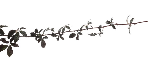 wild blackberry twig, branch with leaves, foliage isolated on white background with clipping path