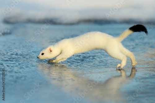 Fotografía Mustela erminea like a state in winter snow, Weasel. Ermine