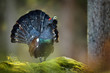Capercaillie, Tetrao urogallus in deep forest
