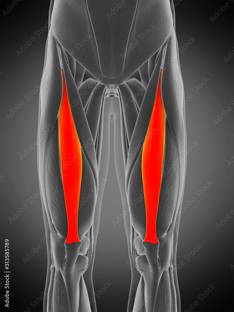 3d rendered medically accurate muscle anatomy illustration - rectus femoris - obrazy, fototapety, plakaty 