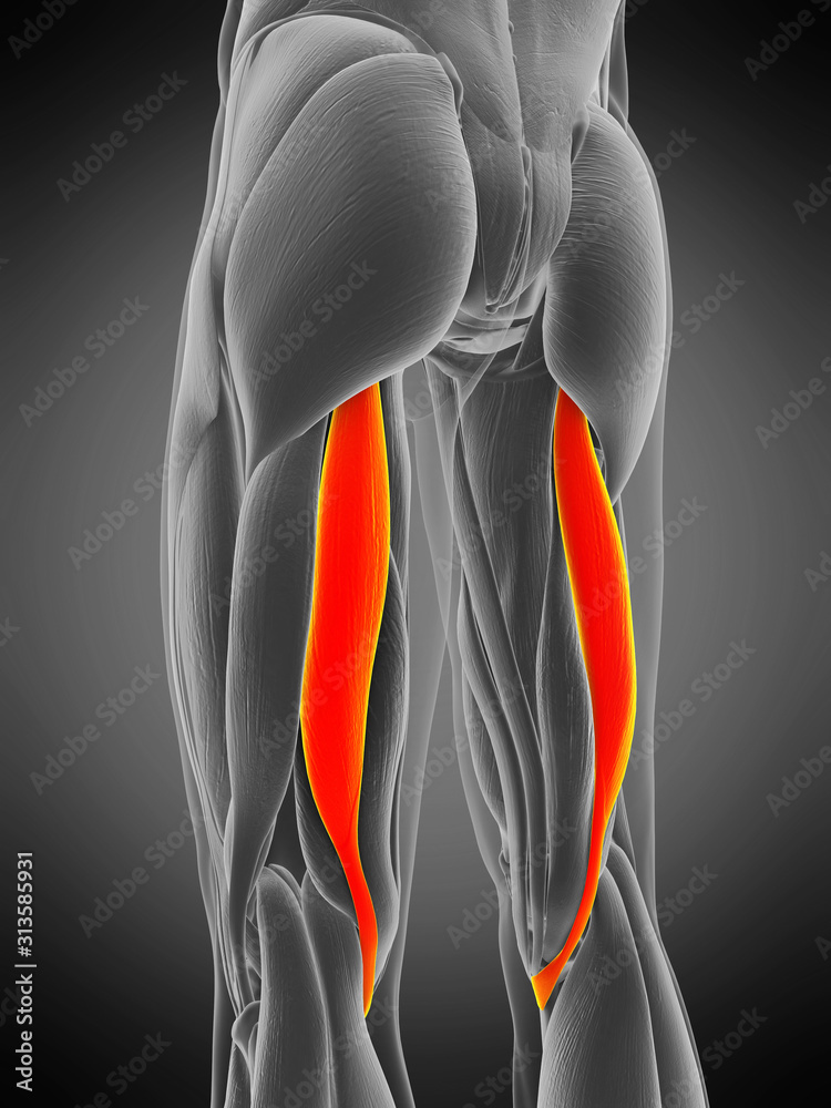 3d rendered medically accurate muscle anatomy illustration - semitendinosus - obrazy, fototapety, plakaty 
