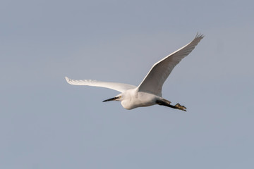 Wall Mural - Little egret