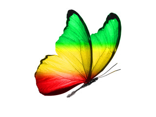 Poster - butterfly isolated on a white background. with wings of yellow, green, red. Rasta color.