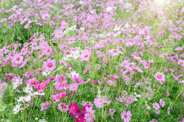 Wall Mural - Field of cosmos flower gardens