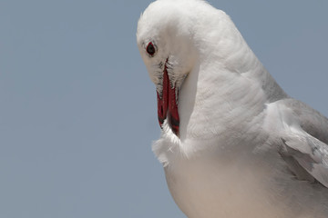 Wall Mural -  Audouin's Gull preening