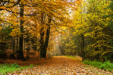 trees and forest on a foggy and later bright day