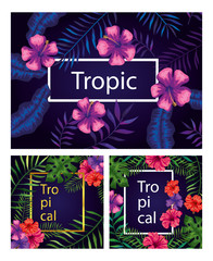 Poster - set of frames tropicals of flowers with branches and leafs vector illustration design