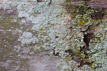 Wall Mural - wood texture with yellow and grey lichen