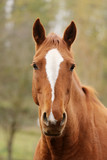 Fototapeta Konie - Head portrait of a young thoroughbred stallion on ranch autumnal weather