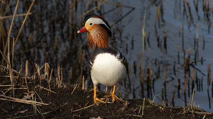 Canvas Print - Mandarin Ente