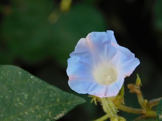 Flor azul