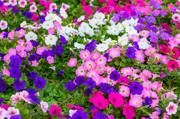 Wall Mural - Beautiful flowers blooming in garden