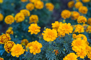 Wall Mural - Beautiful marigold flowers blooming in garden