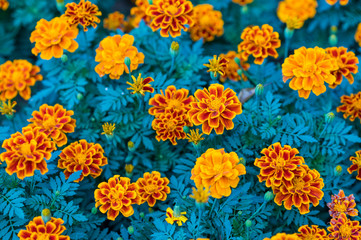 Wall Mural - Beautiful marigold flowers blooming in garden