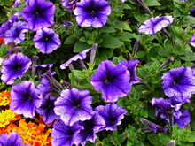 A Color Image Of Petunias And Marigolds In Full Bloom.