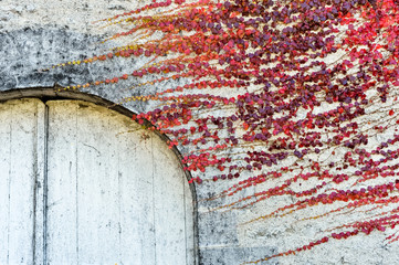 red leaves on the limestone wall and door