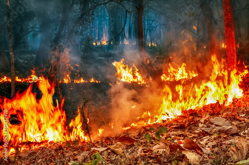 Fotomural The bushfire crisis under climate change