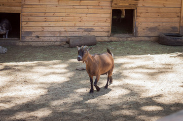 goat on farm