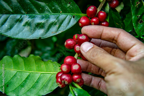Cuadros en Lienzo farmer picking ripe cherry beans