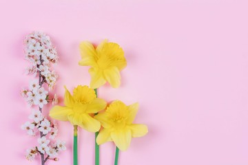 Wall Mural - spring background of Narcissus flowers and blooming fruit tree twigs on a pink background with a copy space