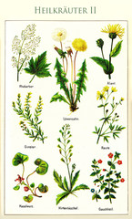 Healthcare: color illustration of the principal medicinal herbs with their German names, cultivated for herbal medicine since centuries