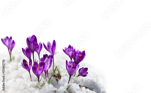 Plakat krokusy  wiosenne-przebisniegi-kwiaty-fioletowe-krokusy-crocus-heuffelianus-w-sniegu-na-bialym-tle