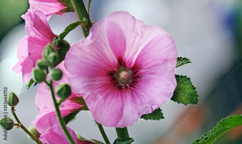 Pink mallow flowers - obrazy, fototapety, plakaty 