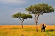 An elephant cools off under a sage tree on the savannah