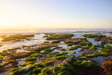An Area Of Tidepools And Sea Grass Is Illuminated At Sunset.