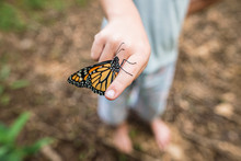 Monarch Butterfly Resting On Child's Finger With Wings Closed