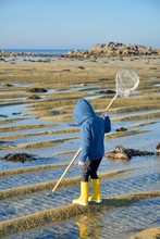 A Young Boy Who Is Fishing At Low Tide In Brittany. France