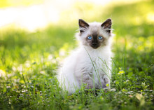 Beautiful Seal Point Kitten In The Grass