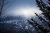 Fototapeta Fototapety na ścianę - mroczny widok na las w górach pokryty mgłą