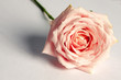 Pink rose flower isolated on white background. Arty, bright soft pink color rose bloom. Studio shot