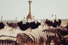 Giraffe Looking In Front Of Zebras And Ostrich